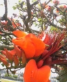 伊是名島のデイゴ花2009.05