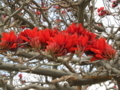 平敷の満開のデイゴ花