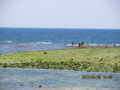 宜野湾市宜野湾海浜公園