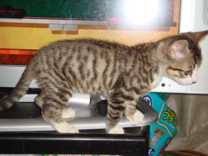 f:id:kazesk:20061209195817j:image f:id:kazesk:20061209195817j:image