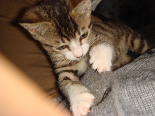 f:id:kazesk:20061209202520j:image f:id:kazesk:20061209202520j:image