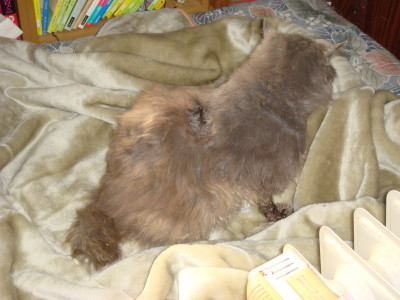 f:id:kazesk:20061211123831j:image f:id:kazesk:20061211123831j:image