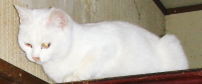f:id:kazesk:20061218194817j:image f:id:kazesk:20061218194817j:image