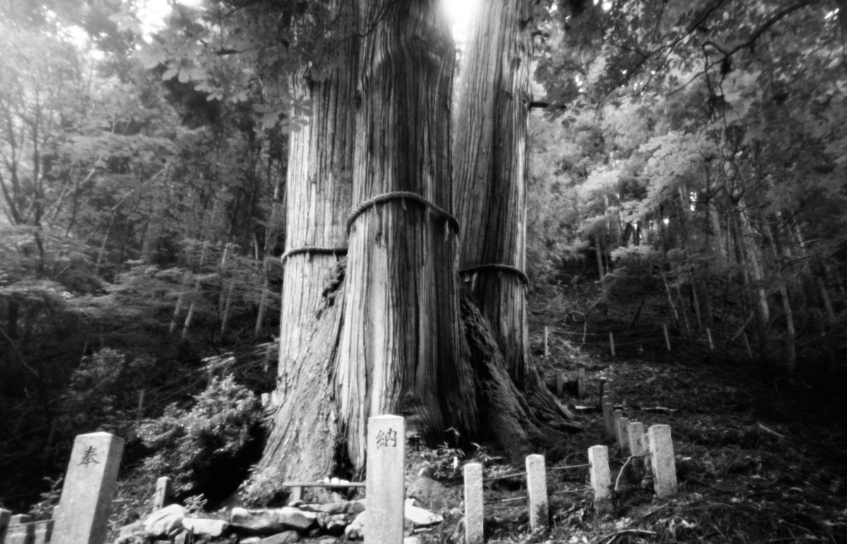 f:id:kazetabi:20200709234616j:plain