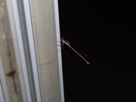 f:id:kazgeo:20101031192919j:image f:id:kazgeo:20101031192919j:image