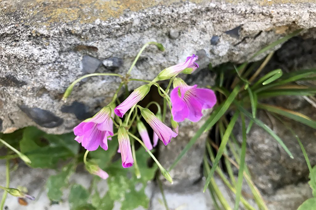 f:id:kazhomely:20180605004047j:plain f:id:kazhomely:20180605004047j:plain