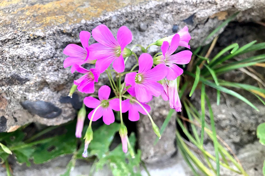 f:id:kazhomely:20180605004056j:plain f:id:kazhomely:20180605004056j:plain