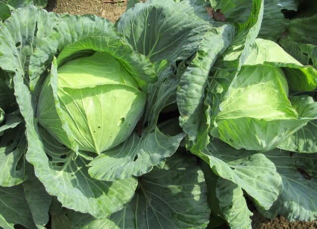 秋キャベツ「あまいキャベツあまみさき」は大玉で良好 - 里山悠々録