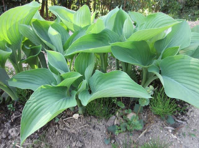 ウルイに続いて山ウドを採る - 里山悠々録