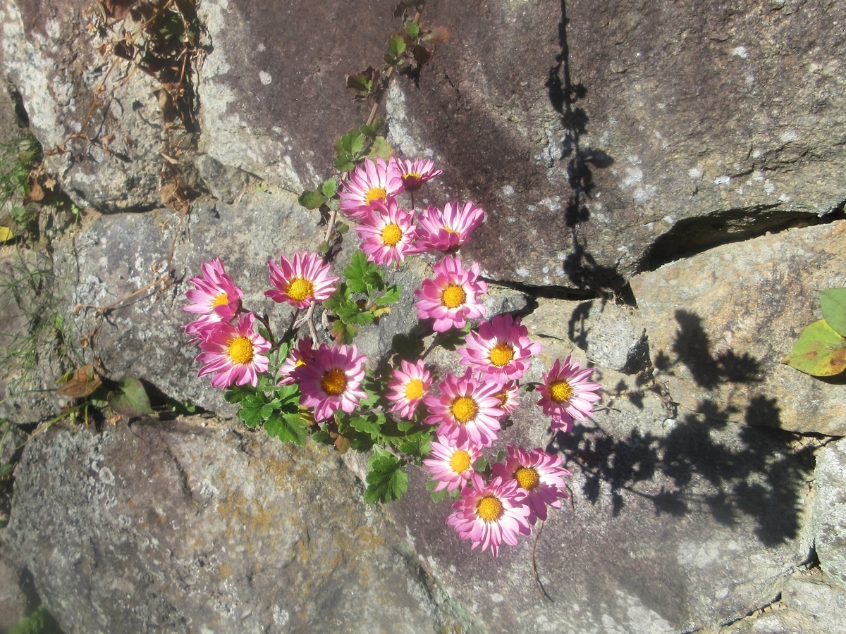 自由に咲く晩秋の小菊を愉しむ - 里山悠々録