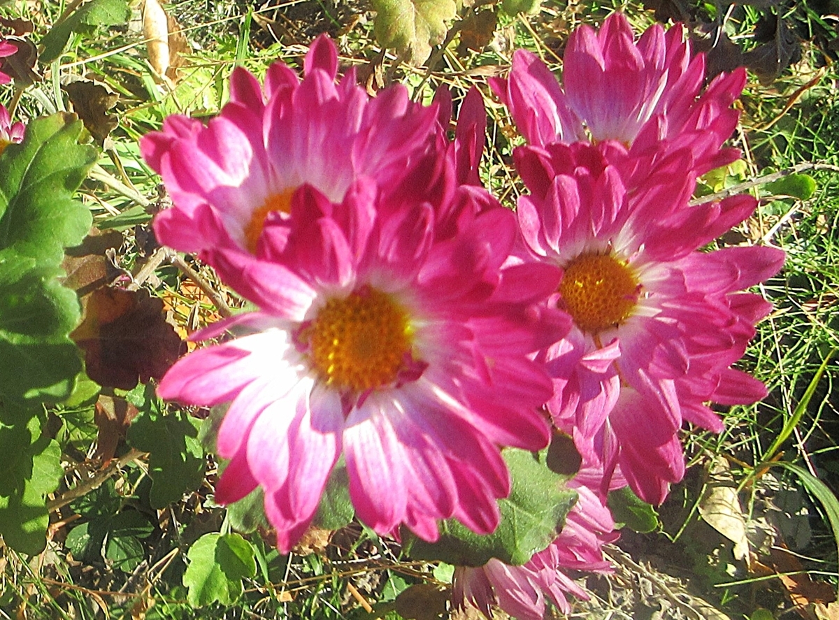 自由に咲く晩秋の小菊を愉しむ - 里山悠々録