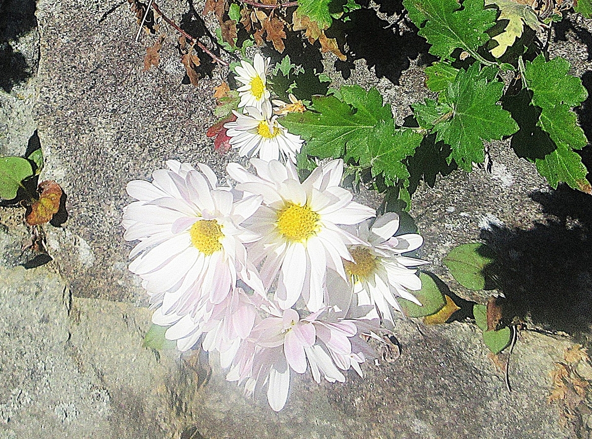 自由に咲く晩秋の小菊を愉しむ - 里山悠々録