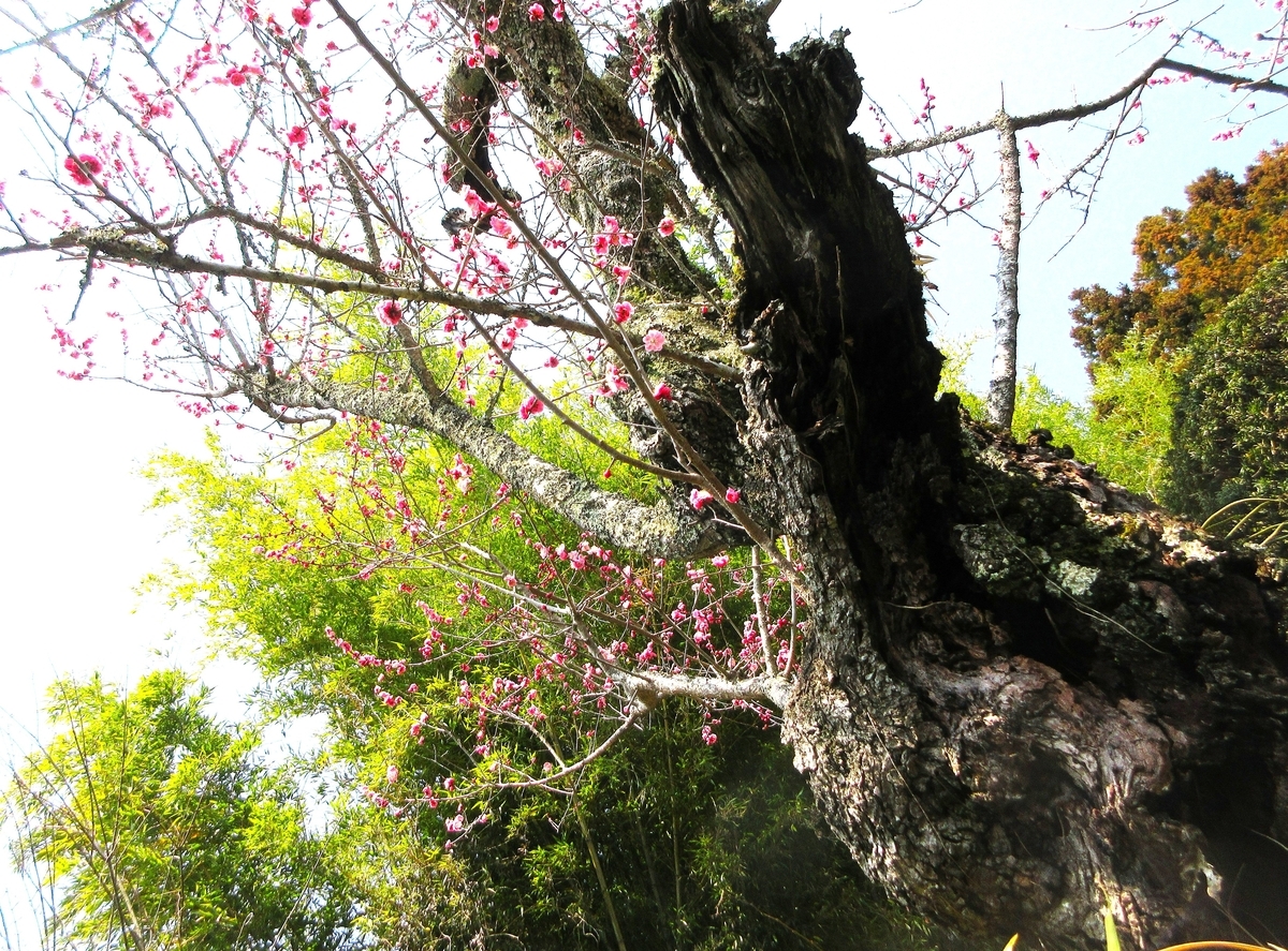 古木の紅梅が満開で白梅は半月前に満開 - 里山悠々録 古木の紅梅が満開で白梅は半月前に満開 - 里山悠々録