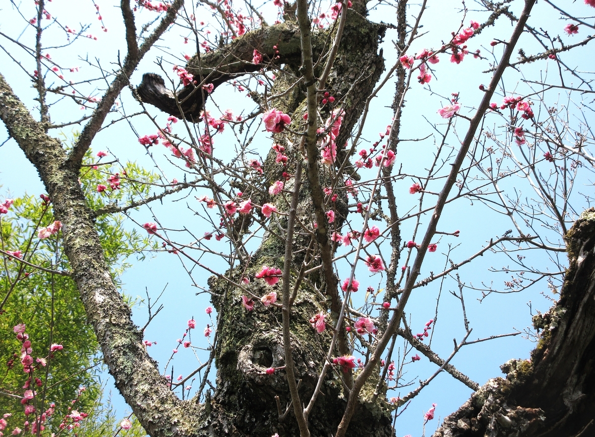 古木の紅梅が満開で白梅は半月前に満開 - 里山悠々録
