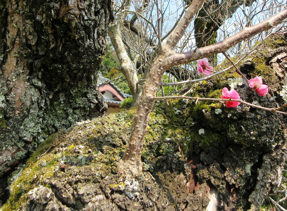 古木の紅梅が満開で白梅は半月前に満開 - 里山悠々録