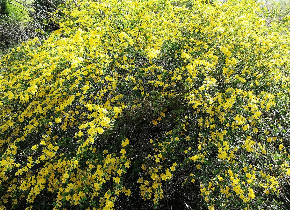 今時に咲く春の花木で和む - 里山悠々録