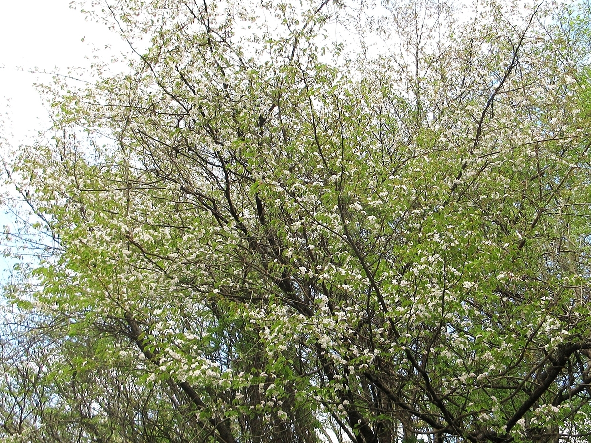 水墨画「山桜」 - 里山悠々録