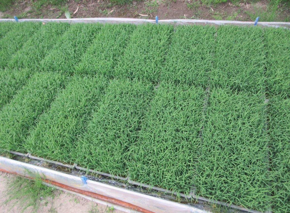 田植えは何より準備が一番 - 里山悠々録