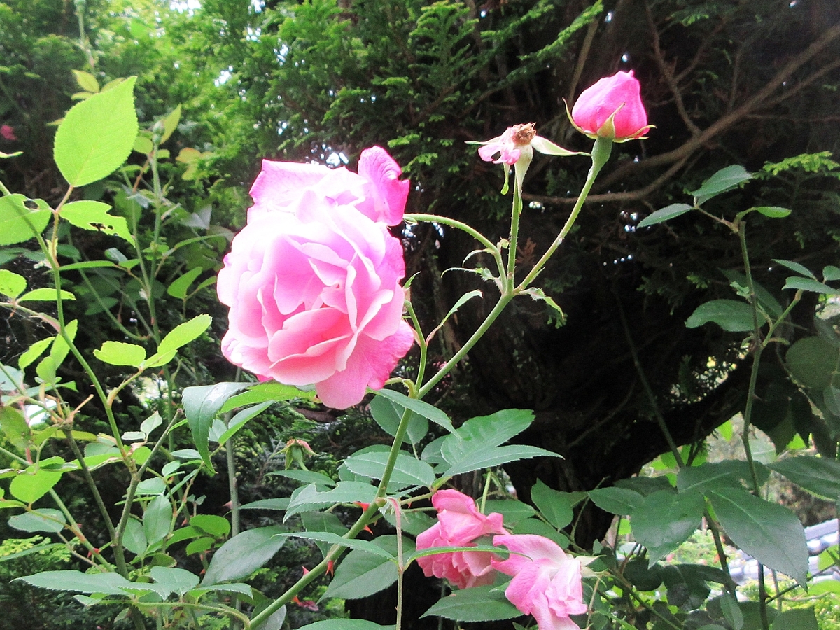 水墨画「薔薇」 - 里山悠々録