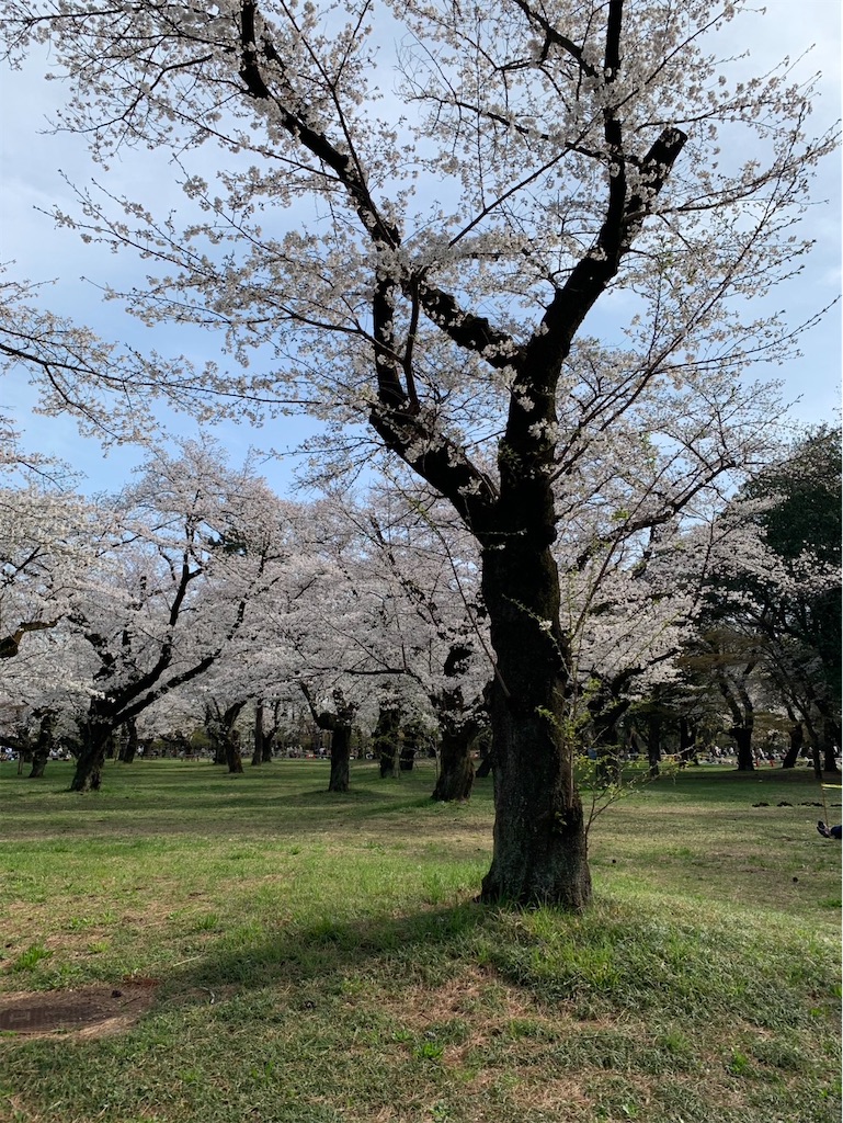 f:id:kaznoco:20250406090940j:image