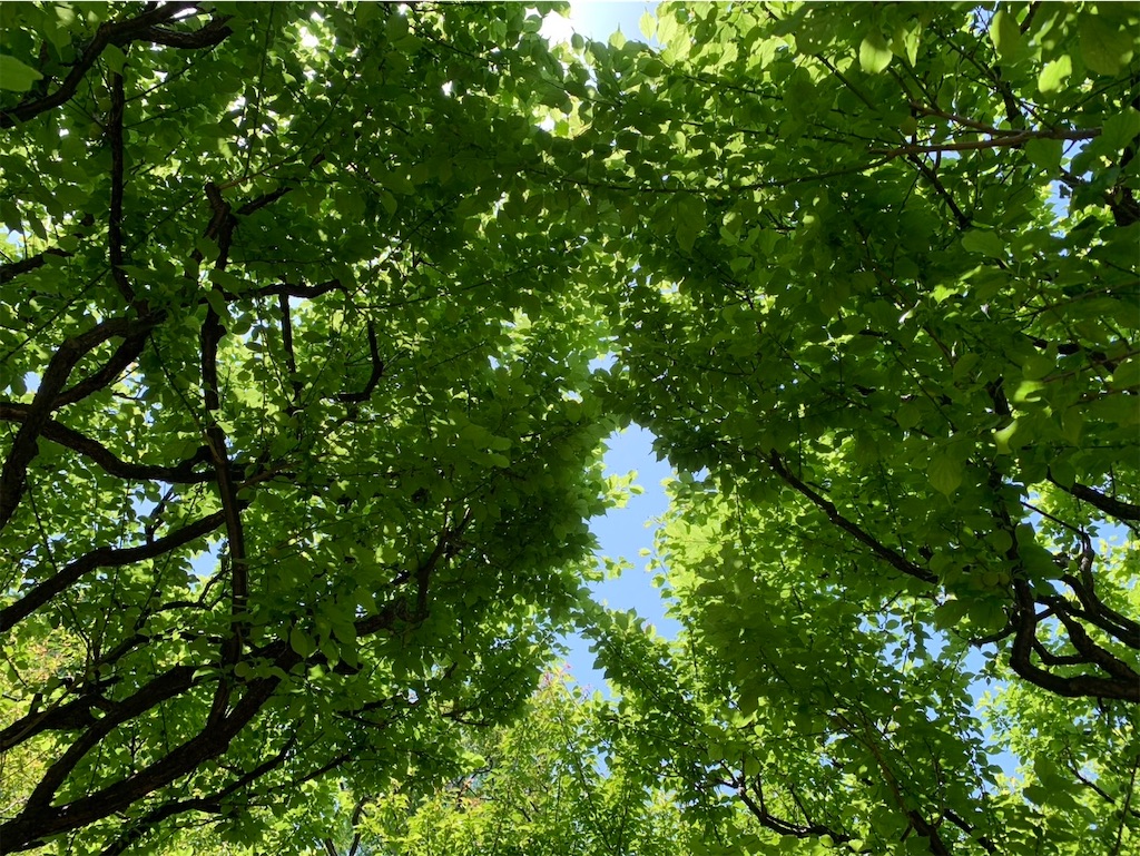 f:id:kaznoco:20250506093454j:image