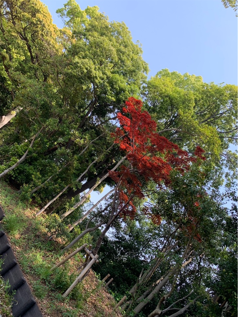 f:id:kaznoco:20250506093529j:image