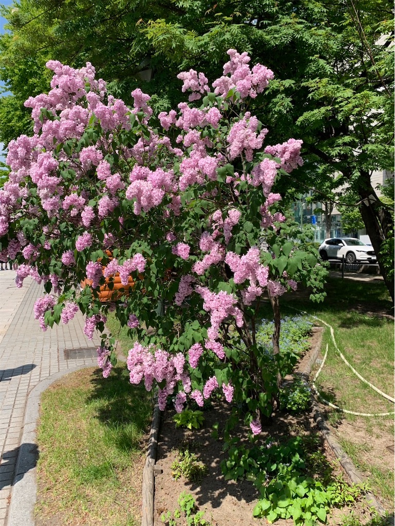 f:id:kaznoco:20250522090654j:image