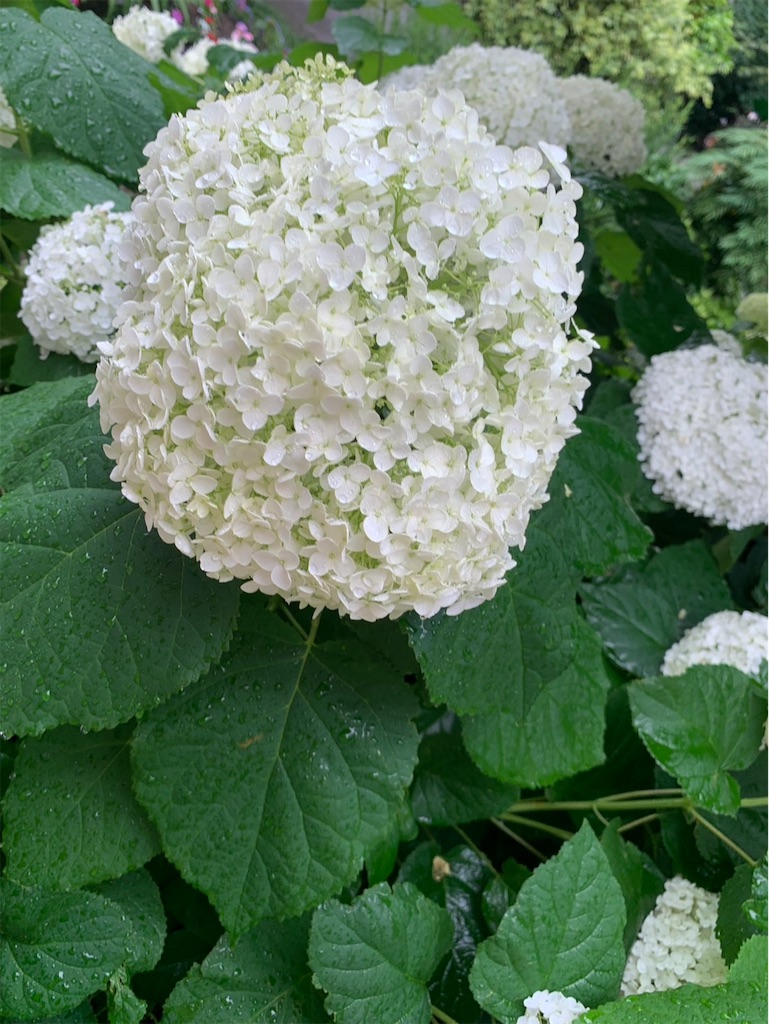 f:id:kaznoco:20250611163654j:image