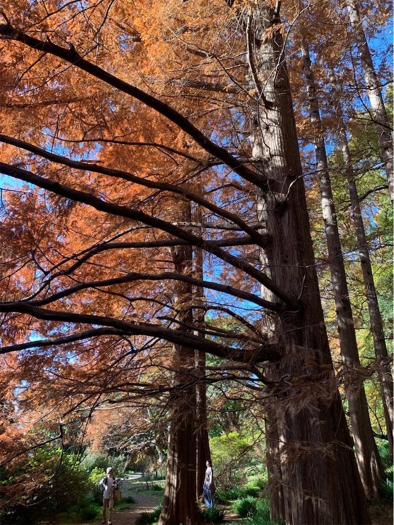 f:id:kaznoco:20251201101544j:image