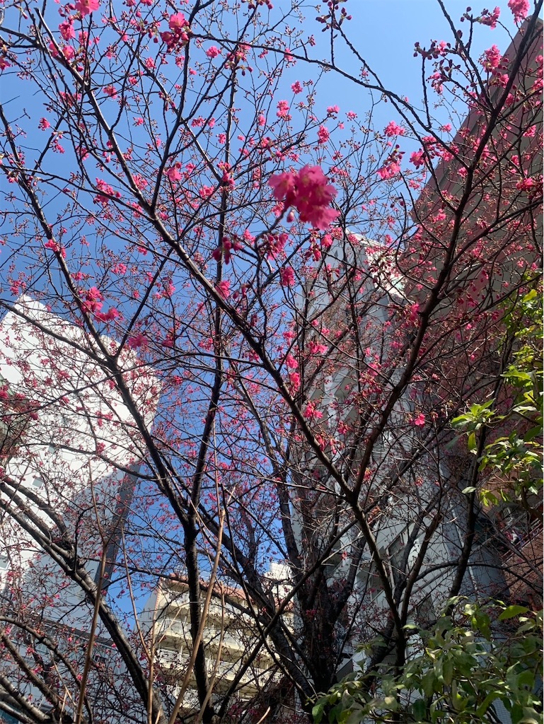 f:id:kaznoco:20260224001241j:image