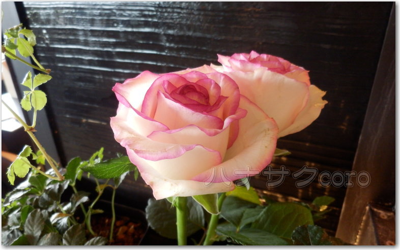 f:id:kazooman:20190825181138j:plain