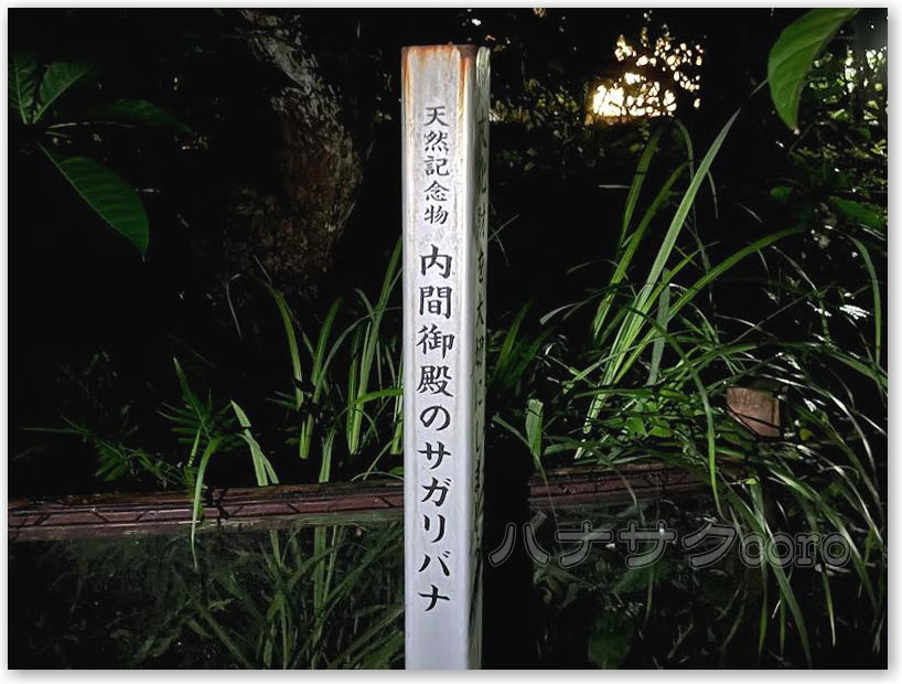 梅雨明け直後 沖縄の夜にしか咲かない 甘 い香りを放つ 幻の花 サガリバナ って知ってる 親子で一気に３時間掛けて巡ってみた 今月 行かれる方は 見れるかもっ 独りぼっちのお気楽マイル道 Ana Sfc 思想 たまには贅沢もいいじゃない