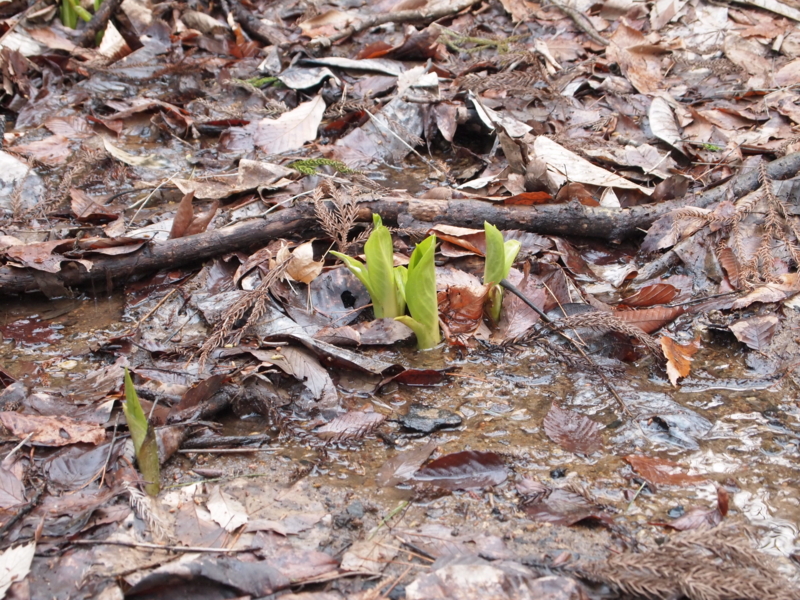 f:id:kaztsuda:20120407162402j:image:w360