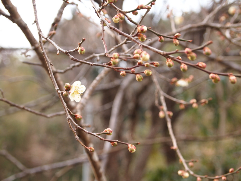 f:id:kaztsuda:20120407162936j:image:w360