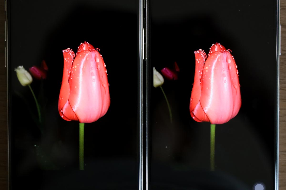 チューリップの画像(iPhone 11 Pro vs iPhone Xの画面比較)