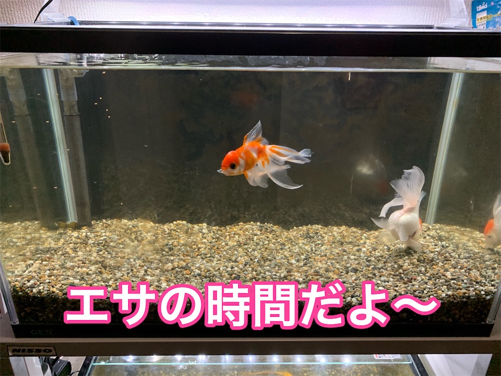 f:id:kazu-ranchu:20190926190252j:image