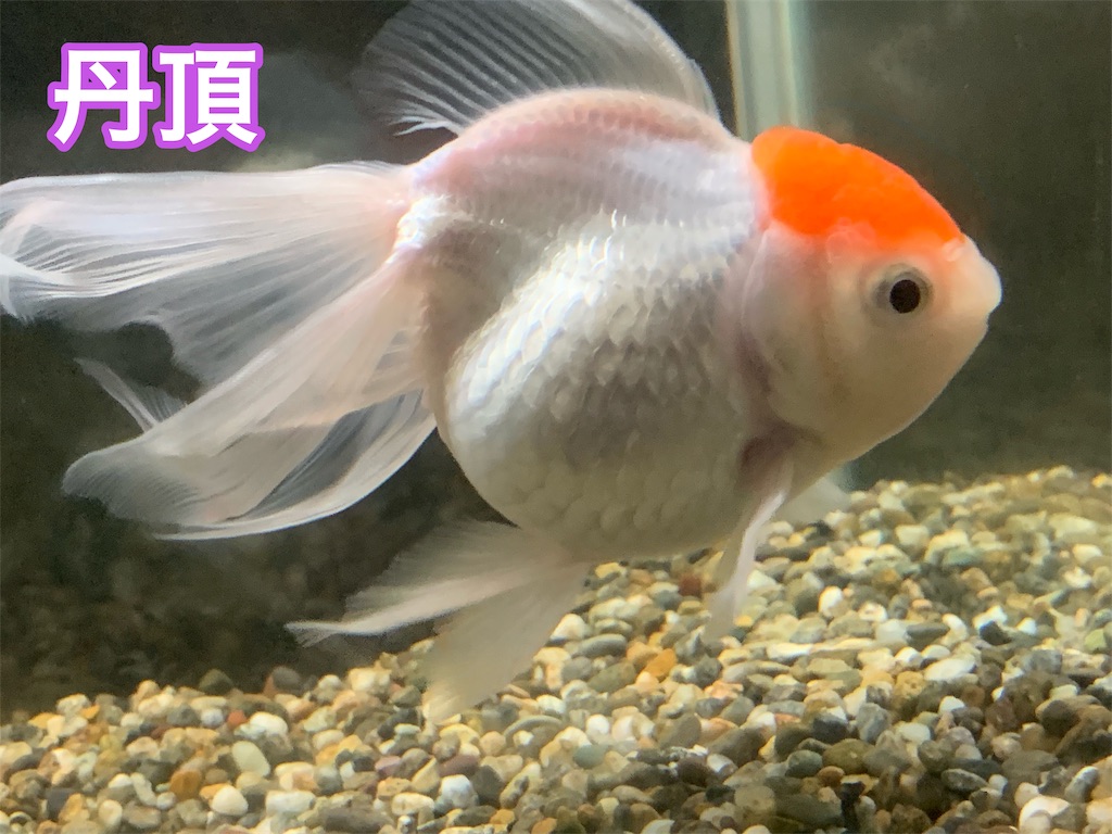 f:id:kazu-ranchu:20190926191009j:image