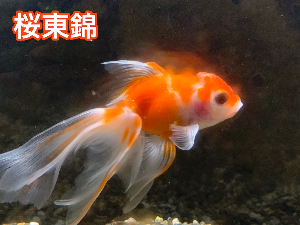 f:id:kazu-ranchu:20190926191124j:image