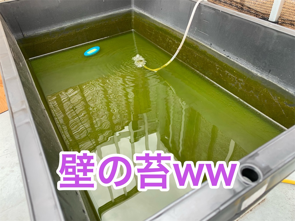 f:id:kazu-ranchu:20190928225223j:image