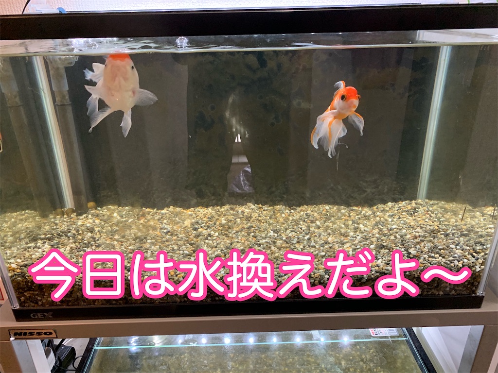 f:id:kazu-ranchu:20190930211503j:image