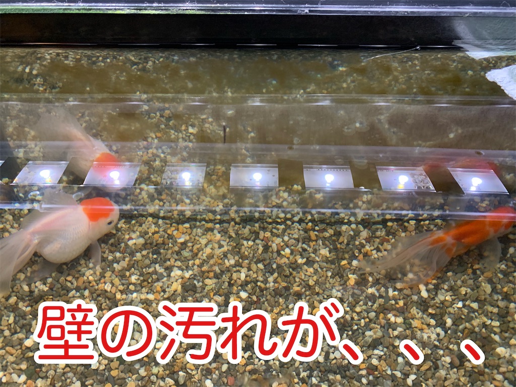 f:id:kazu-ranchu:20190930211648j:image