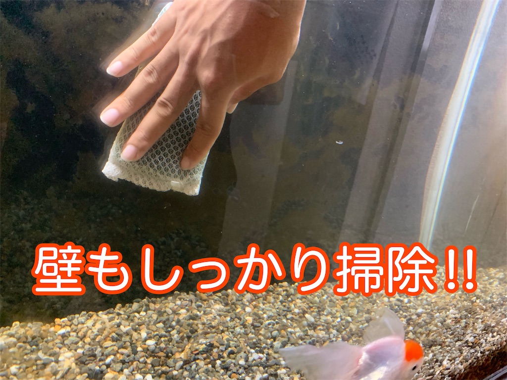 f:id:kazu-ranchu:20190930212448j:image