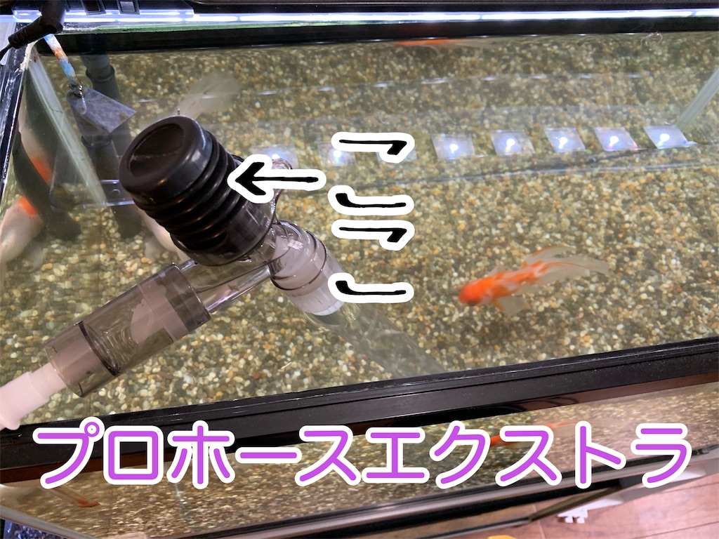 f:id:kazu-ranchu:20190930213415j:image