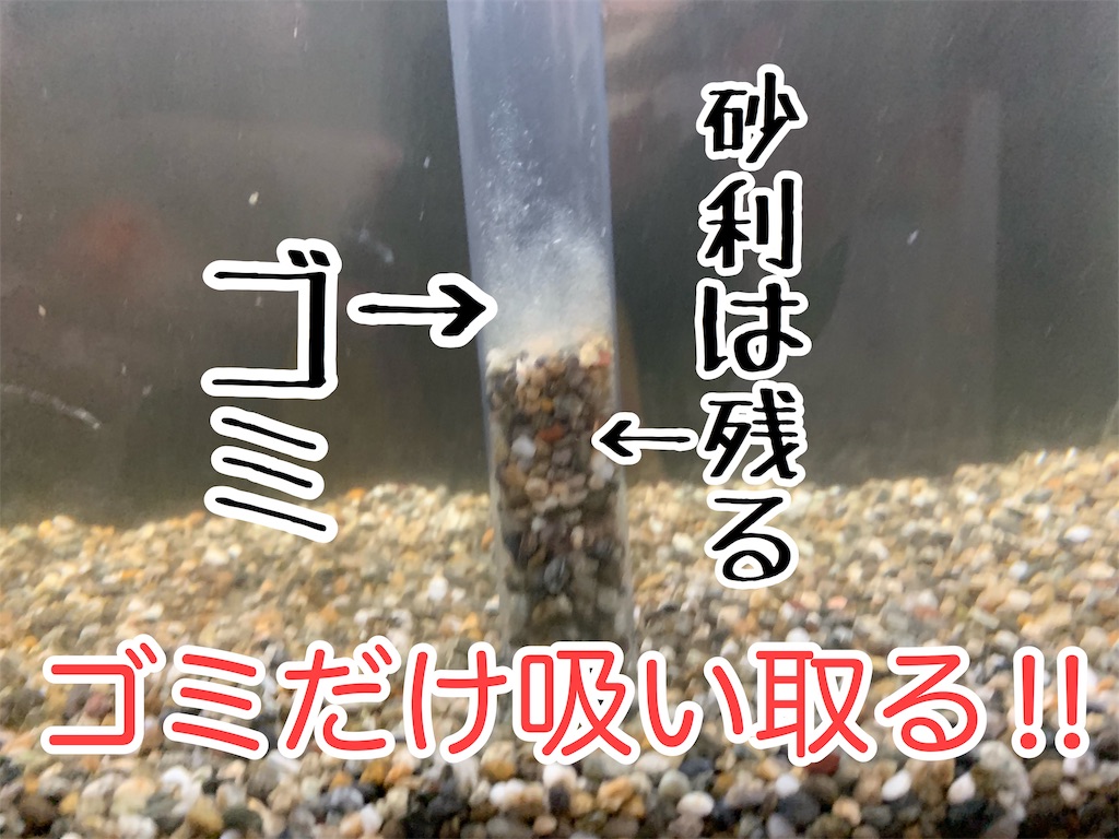 f:id:kazu-ranchu:20190930213818j:image