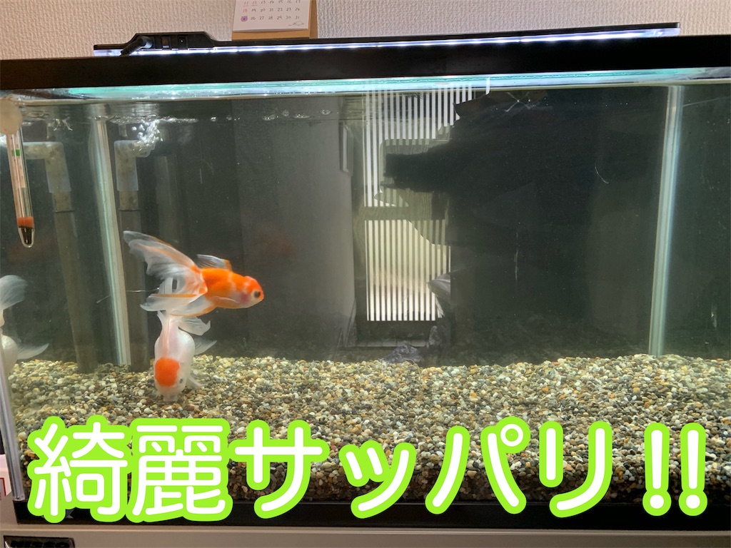 f:id:kazu-ranchu:20190930233305j:image