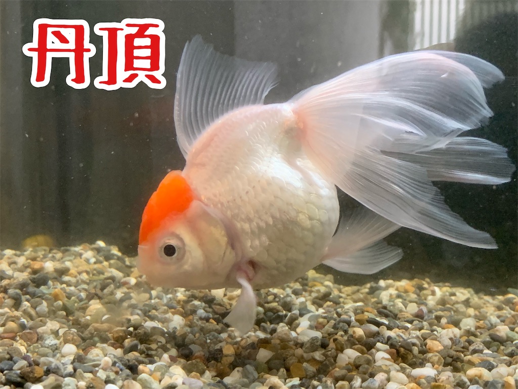 f:id:kazu-ranchu:20190930233426j:image