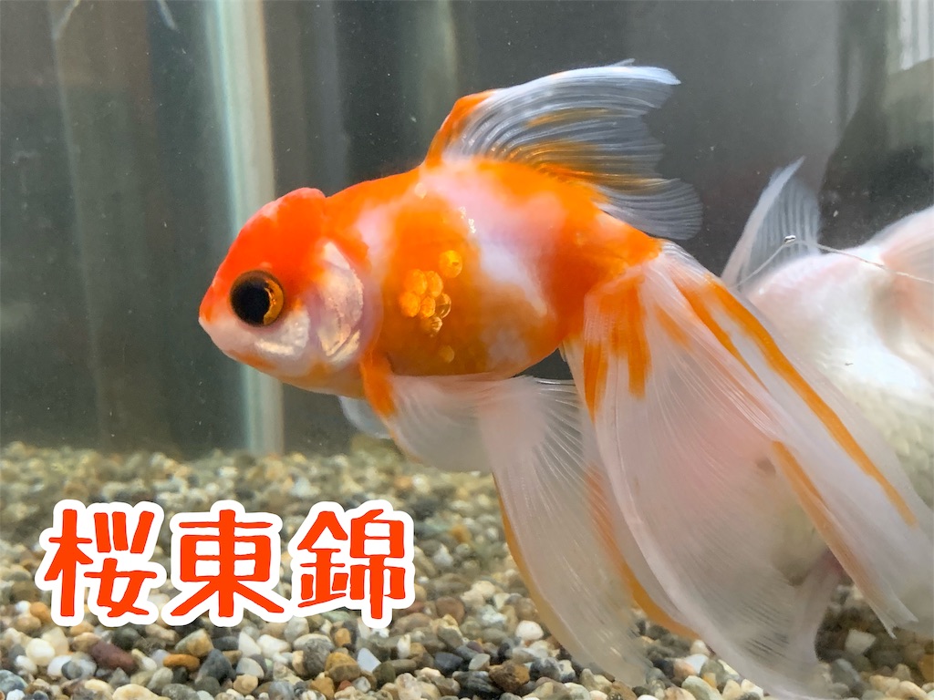 f:id:kazu-ranchu:20190930233440j:image