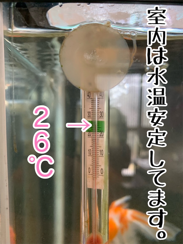 f:id:kazu-ranchu:20190930233657j:image
