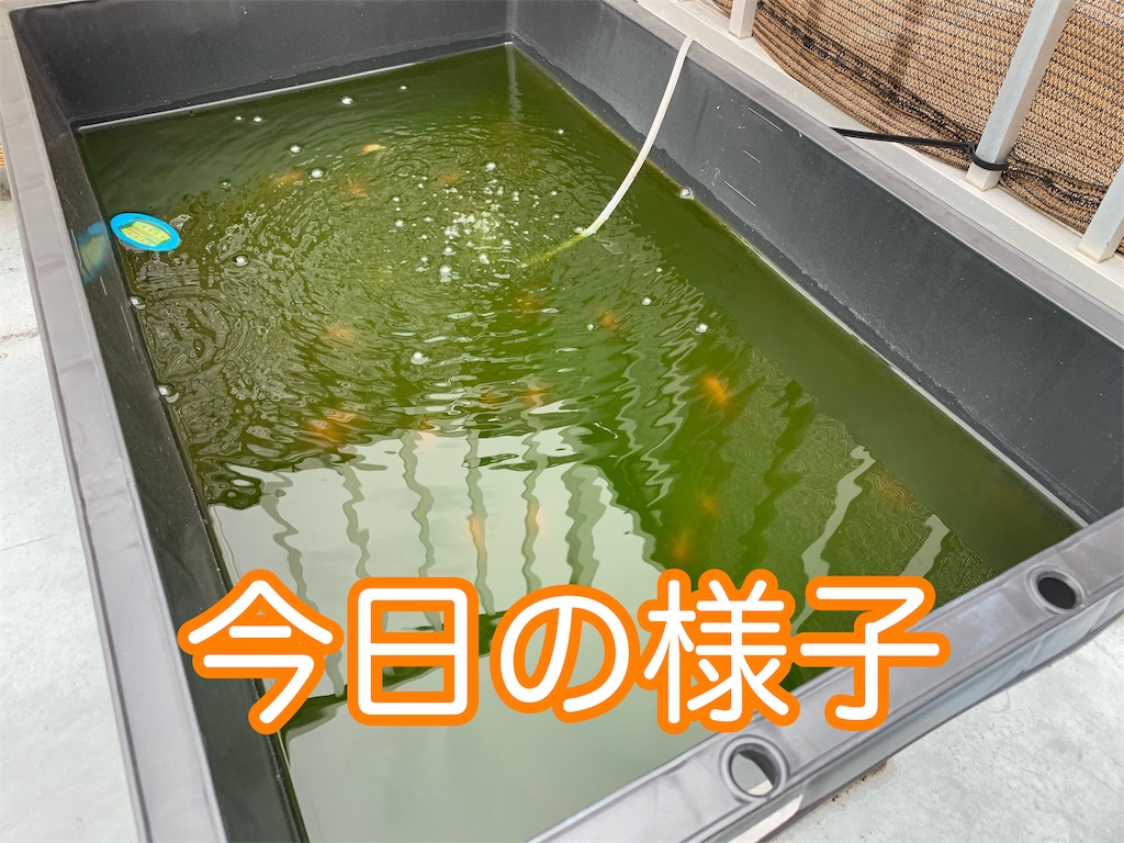 f:id:kazu-ranchu:20191002122553j:image