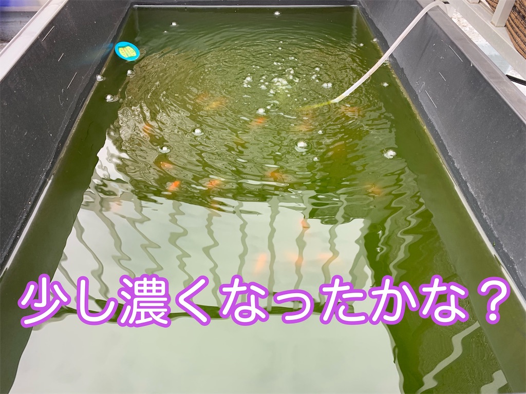 f:id:kazu-ranchu:20191002154313j:image